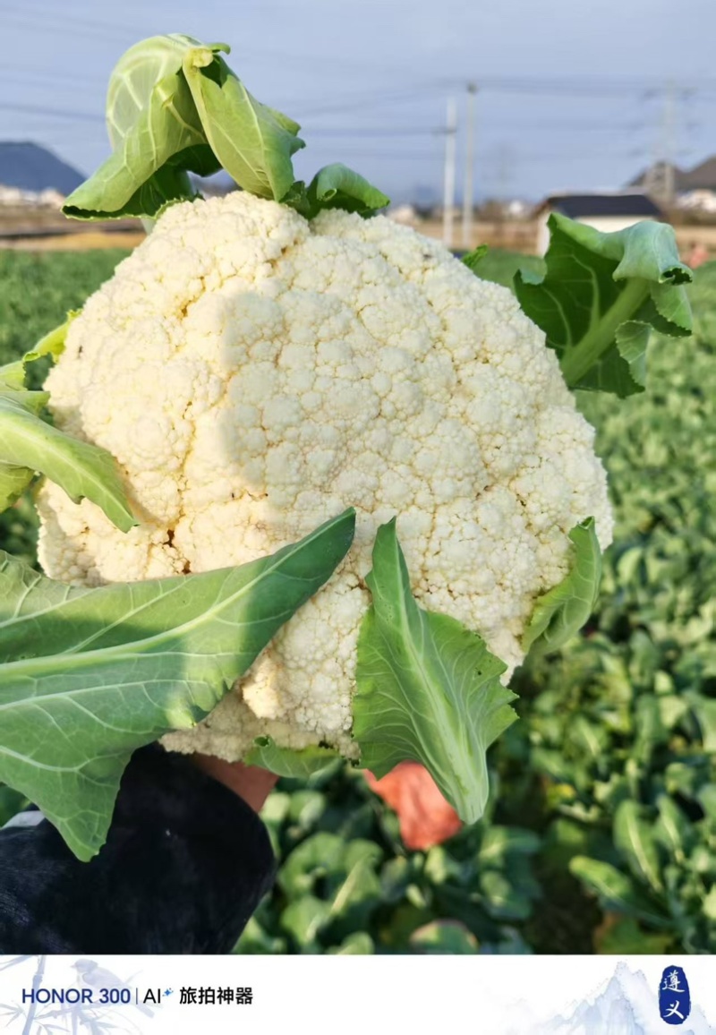 贵州遵义花菜上市花白菜白花菜椰菜西兰花，全国发货