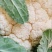 贵州遵义花菜上市花白菜白花菜椰菜西兰花，全国发货