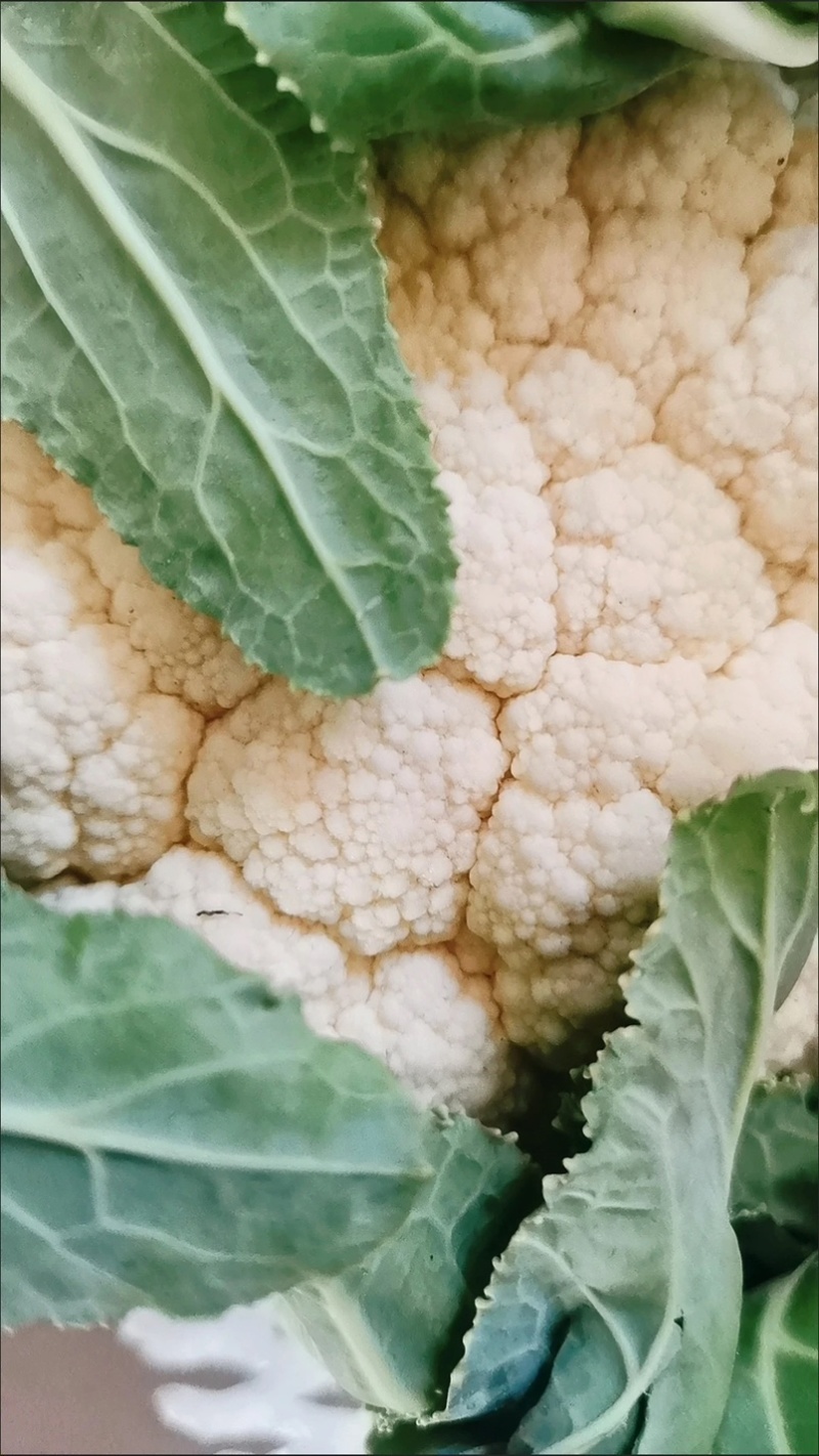贵州遵义花菜上市花白菜白花菜椰菜西兰花，全国发货