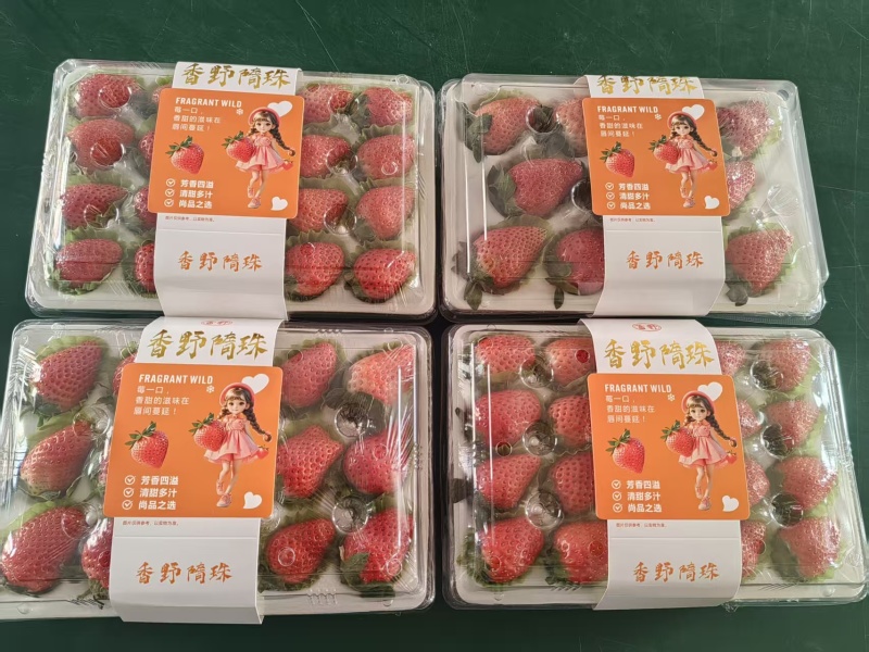 山东产区白草莓红草莓大量上市欢迎各位老板下单咨询