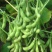 毛豆种子早熟春丰早毛豆杂交大田基地种植品种大粒青豆黄豆种