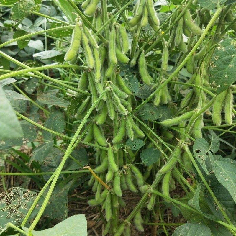 毛豆种子早熟春丰早毛豆杂交大田基地种植品种大粒青豆黄豆种