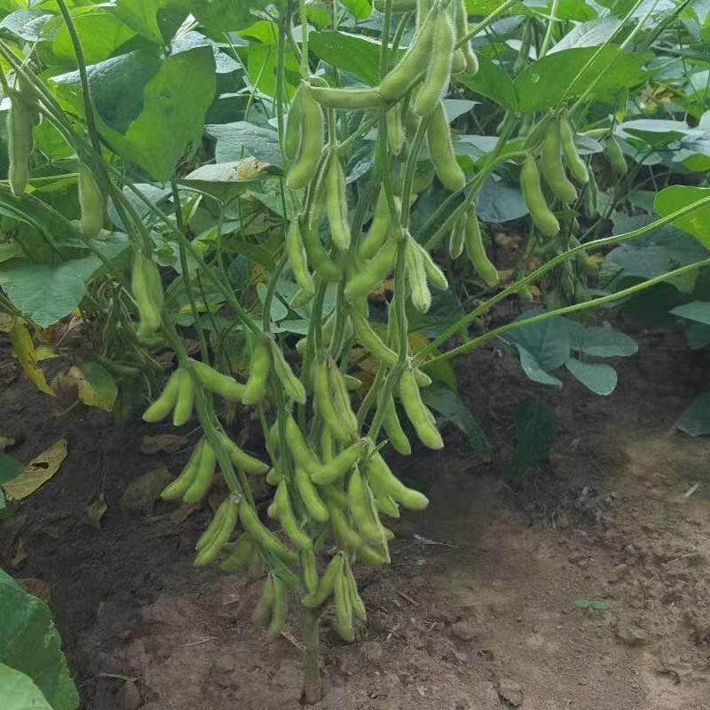 毛豆种子早熟春丰早毛豆杂交大田基地种植品种大粒青豆黄豆种