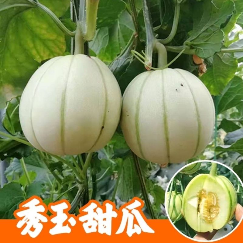 秀玉甜瓜种子四季酥脆香瓜种孑蔬菜水果种子高产薄皮香甜香瓜