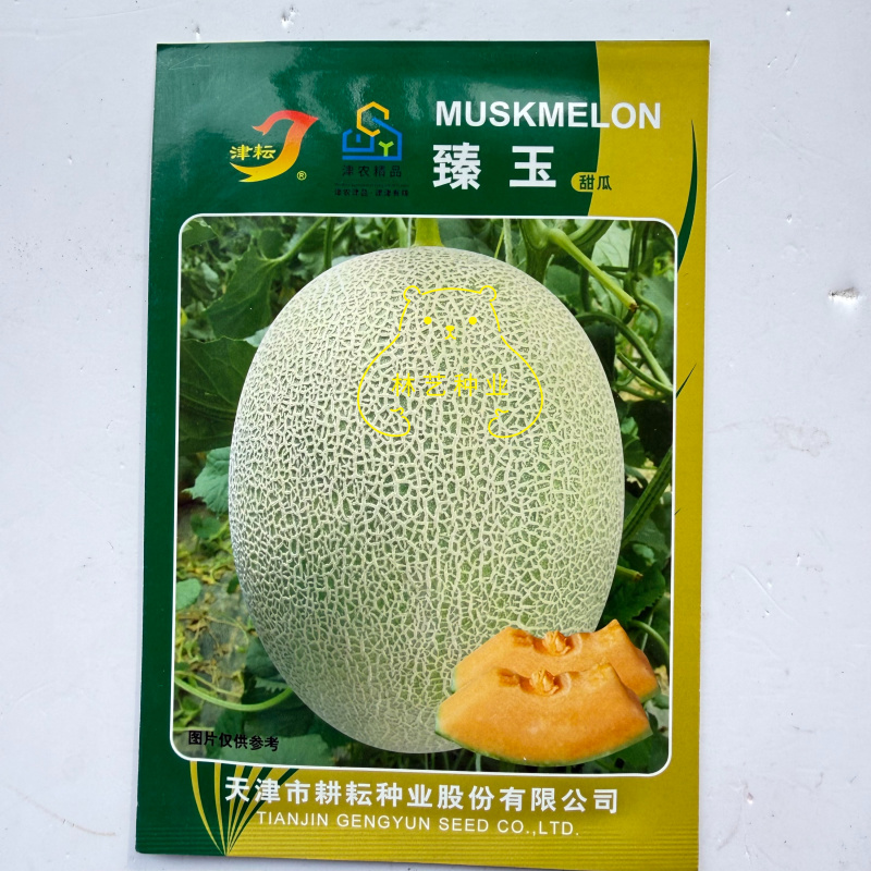 厚皮哈密瓜种子酥脆超甜春季露地大棚含糖18度