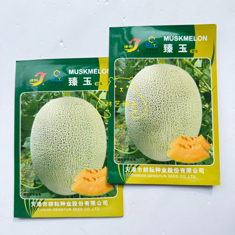 厚皮哈密瓜种子酥脆超甜春季露地大棚含糖18度