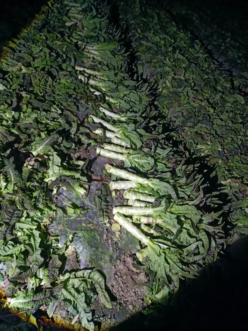 莴笋大量莴笋开始预售0.6～0.65元每斤