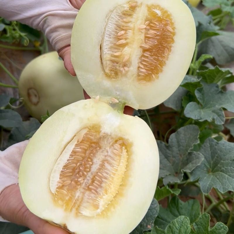 莹玉甜瓜种子白皮白肉香瓜种籽薄皮脆甜汁多口感好农家春夏季