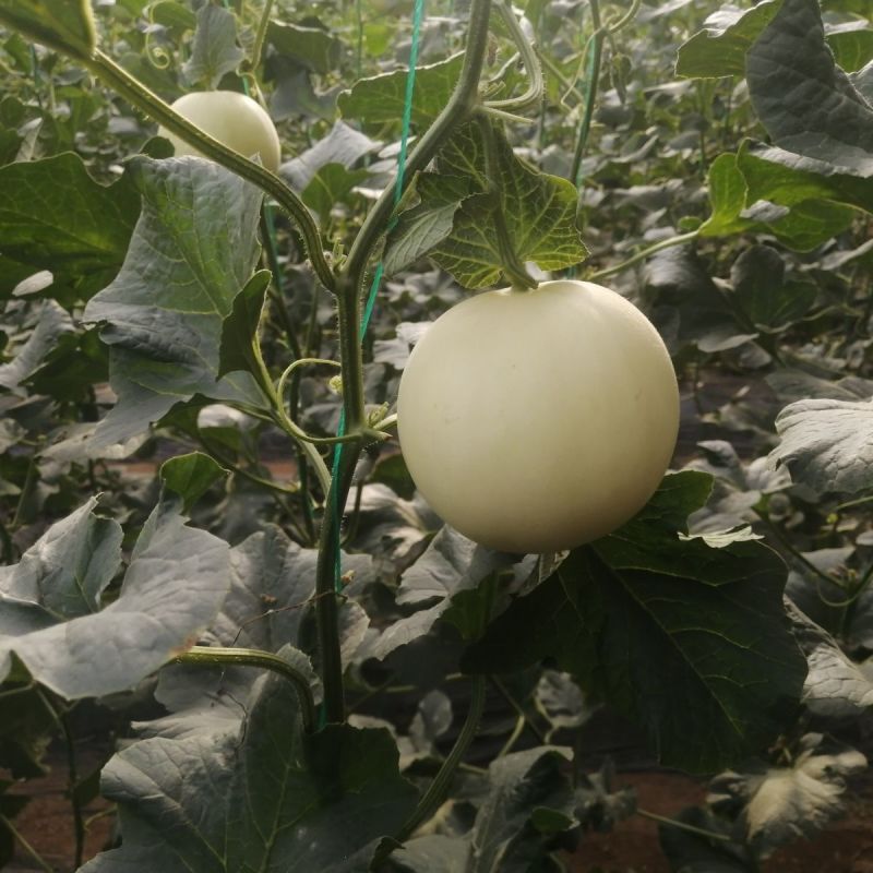 莹玉甜瓜种子白皮白肉香瓜种籽薄皮脆甜汁多口感好农家春夏季