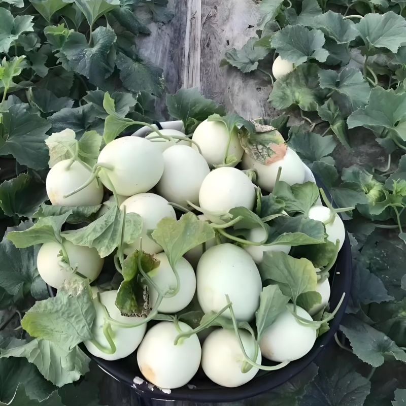 莹玉甜瓜种子白皮白肉香瓜种籽薄皮脆甜汁多口感好农家春夏季