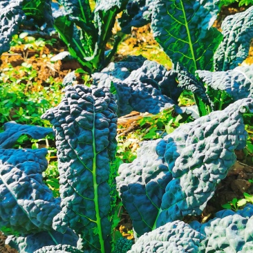 桂林市区羽衣甘蓝蔬菜种植基地新鲜采摘配送每天新鲜采摘配送