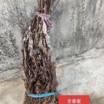 秦皇岛含香蜜葡萄扦插苗嫁接苗基地发货纯度保证