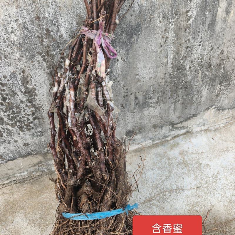 秦皇岛含香蜜葡萄扦插苗嫁接苗基地发货纯度保证