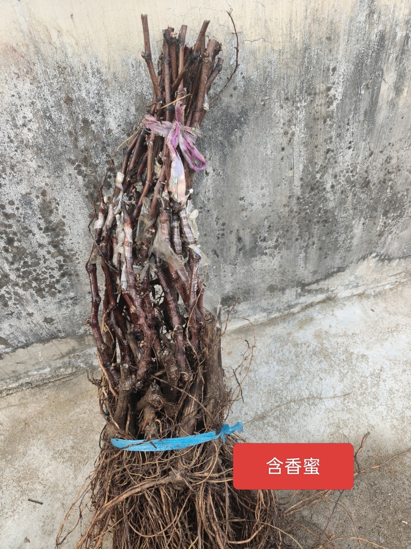 秦皇岛含香蜜葡萄扦插苗嫁接苗基地发货纯度保证