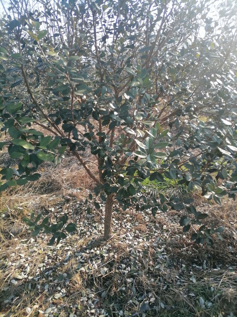 菲油果树苗