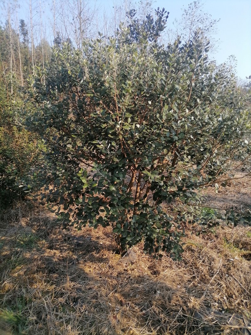 菲油果树苗