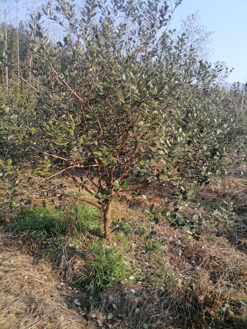 菲油果树苗