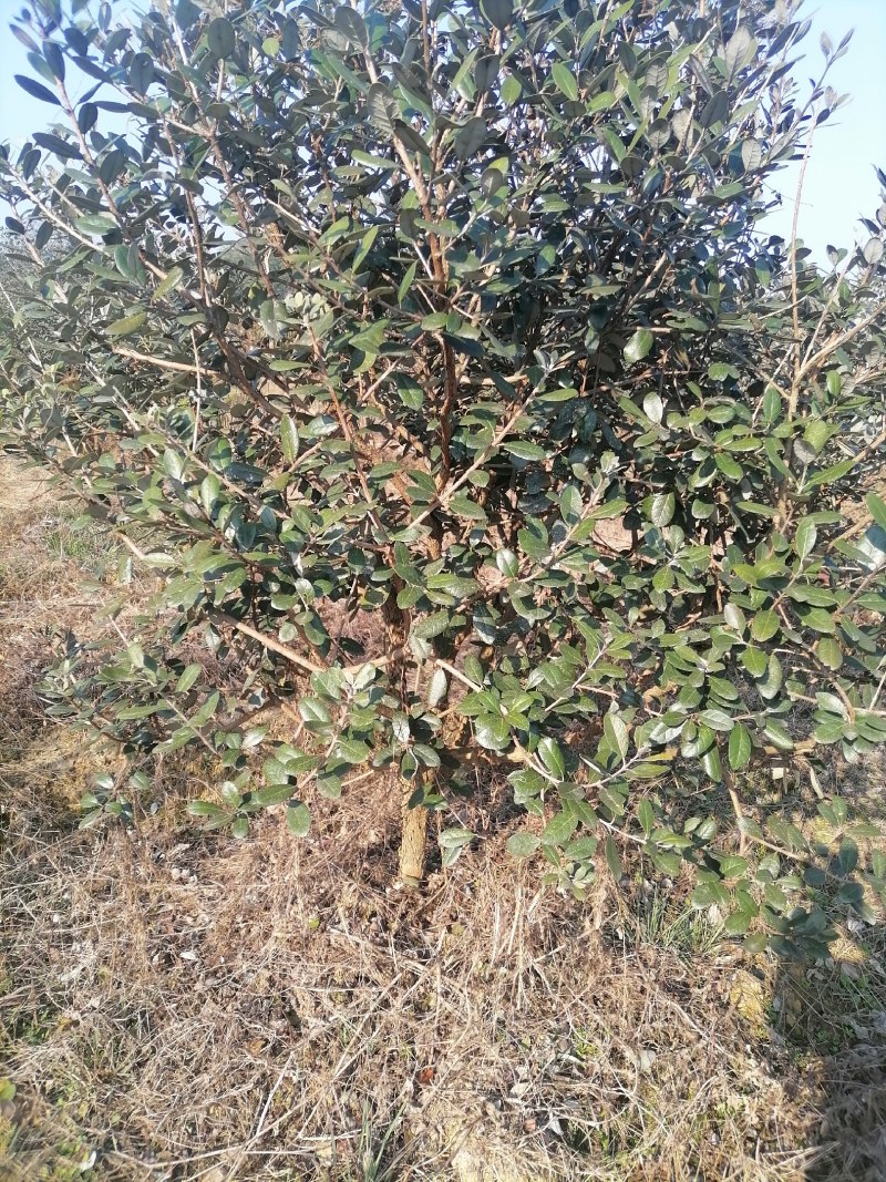菲油果树苗