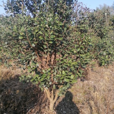 菲油果树苗