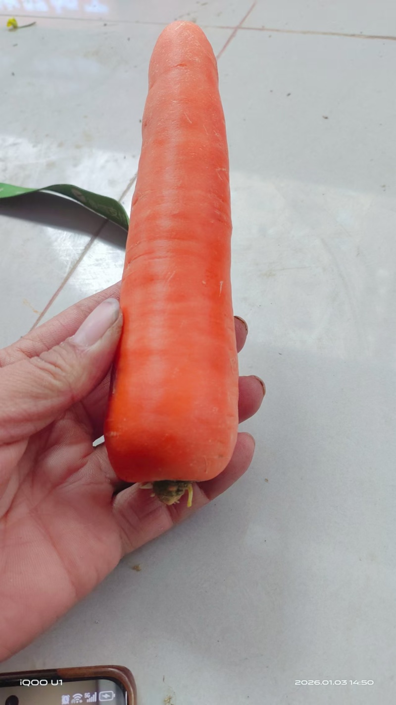 武汉胡萝卜生产基地