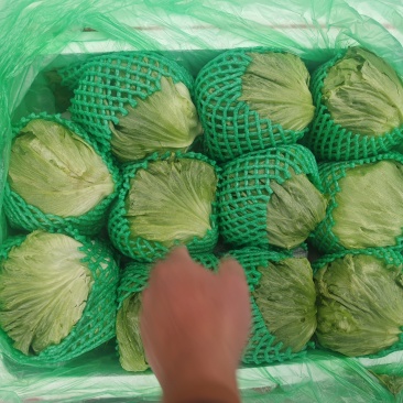 云南圆生菜