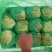 云南圆生菜