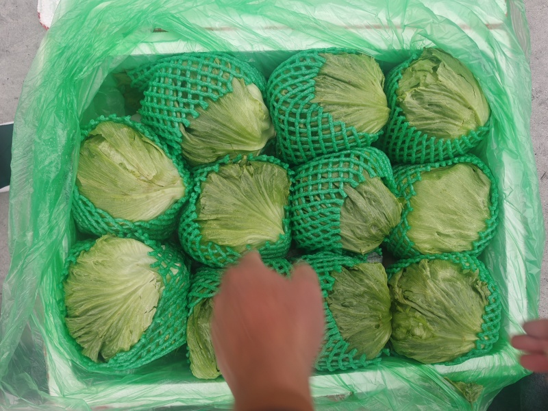 云南圆生菜