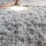 张家界莓茶