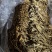 原产地古田新鲜茶树菇上市