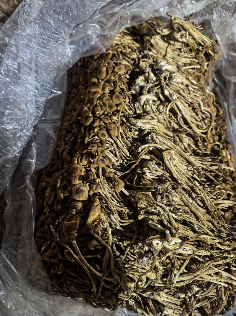 原产地古田新鲜茶树菇上市