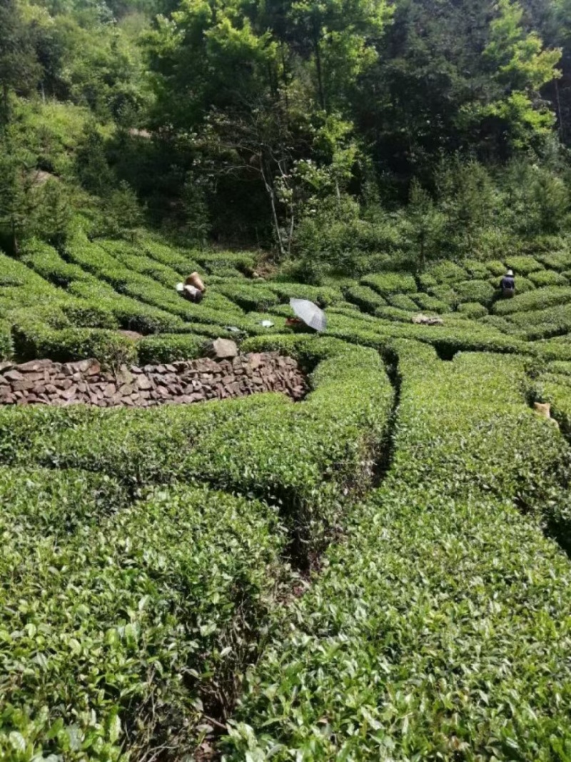 正宗湖南张家界三合镇月亮岩西湘龍峰绿茶，净重250g口感