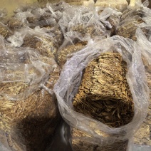 原产地古田新鲜茶树菇上市