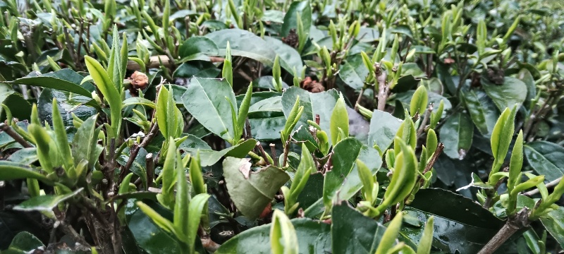正宗湖南张家界三合镇月亮岩西湘龍峰绿茶，净重250g口感
