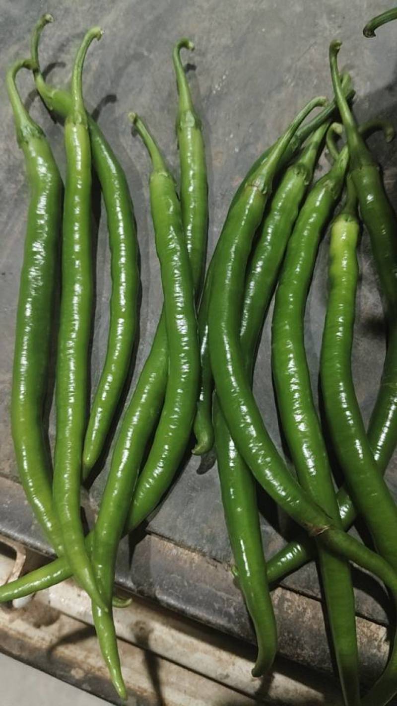 泡椒，线椒，苏椒，等