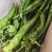 泡椒，线椒，苏椒，等