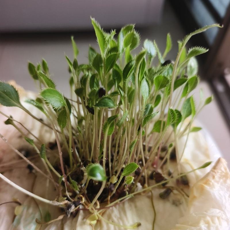 纯新圆形朱砂点北苍术籽