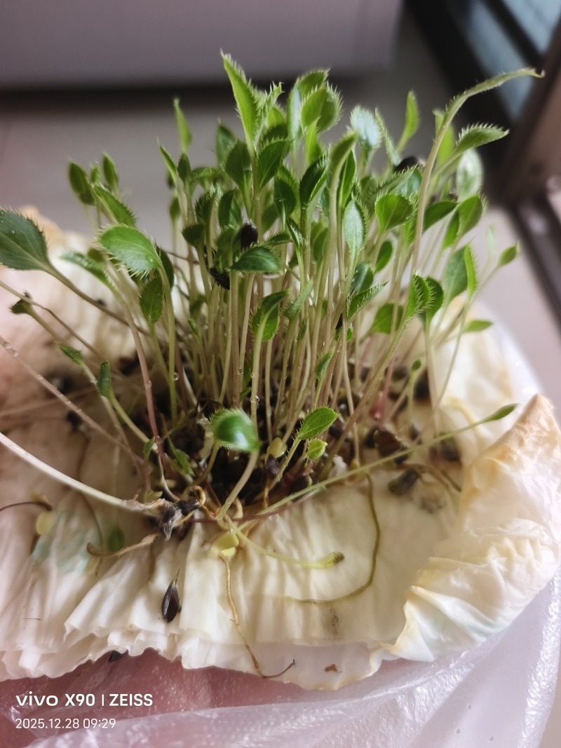 纯新圆形朱砂点北苍术籽