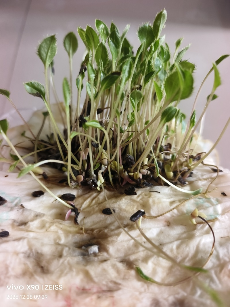 纯新圆形朱砂点北苍术籽