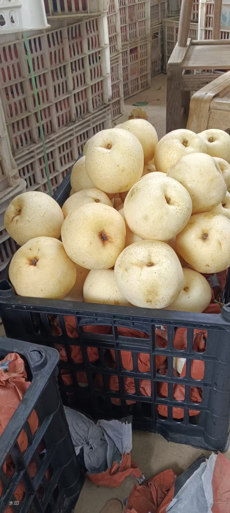 河南南阳正宗博望黄金梨精品好货大量供应