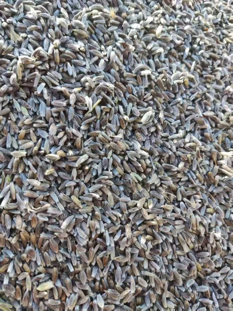 纯新圆形朱砂点北苍术籽