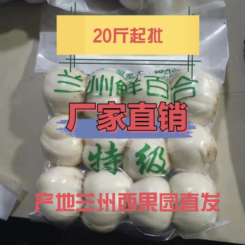 2026年甘肃兰州鲜百合产地直发农民自挖