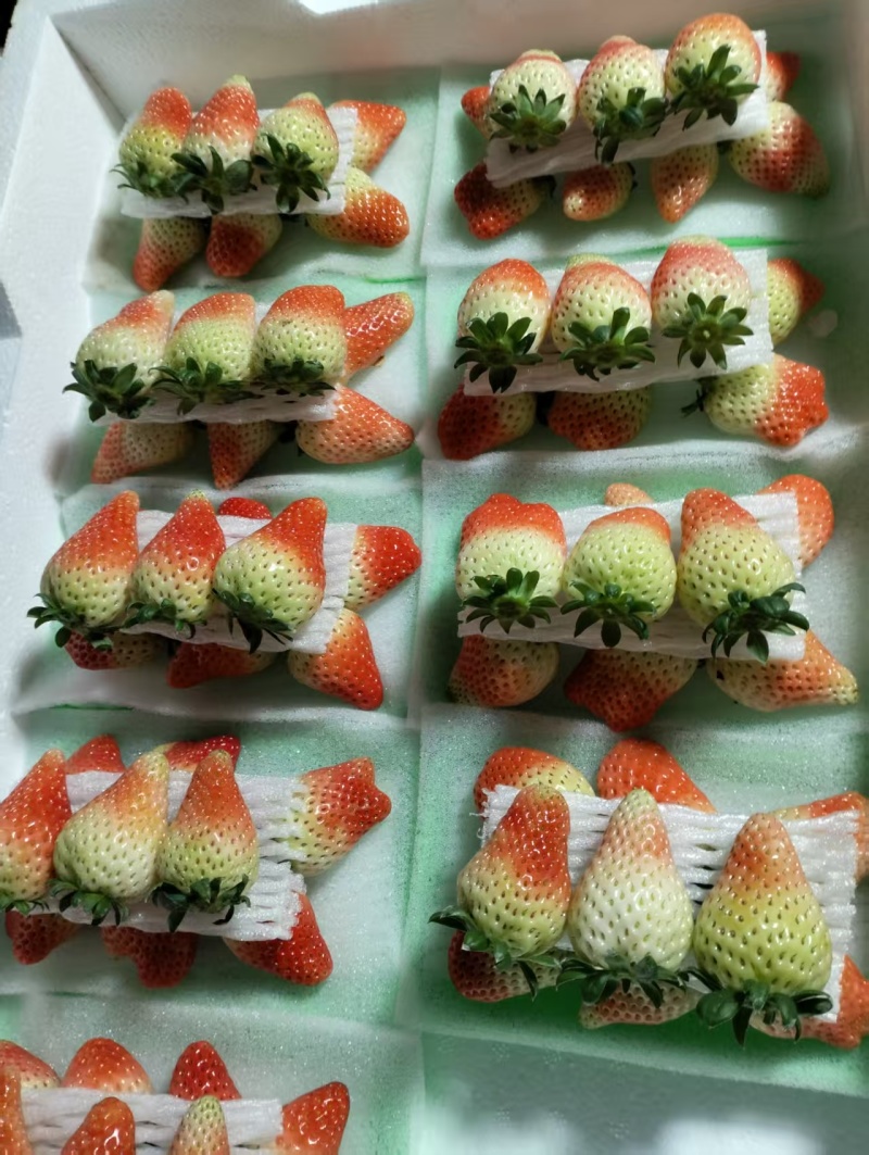 阜阳市闻集奶油草莓大量上市