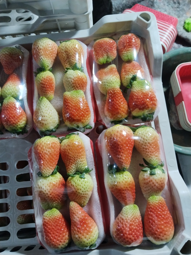 阜阳市闻集奶油草莓大量上市