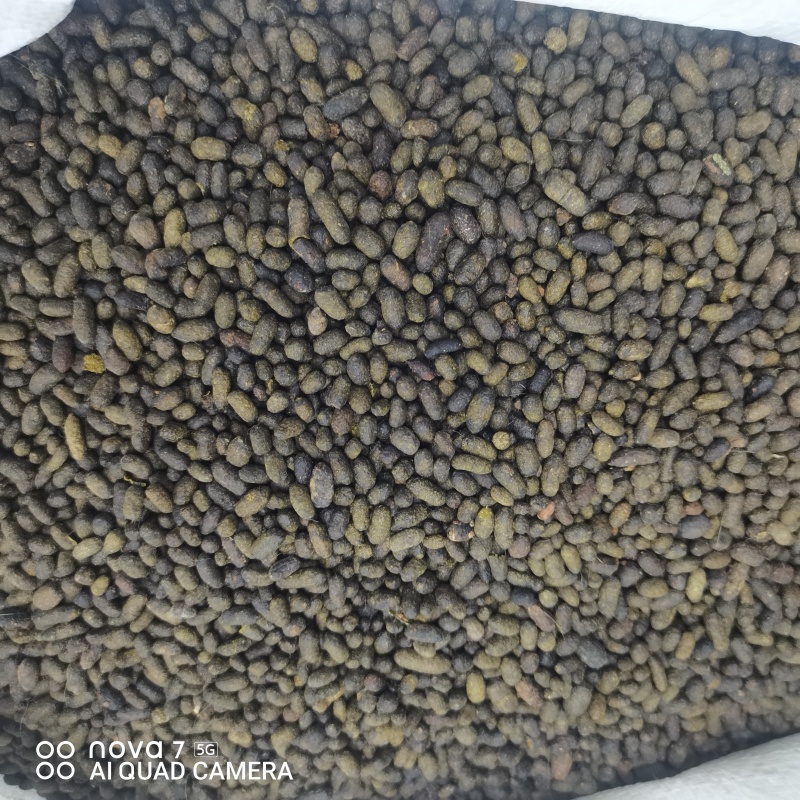 五灵脂中药材五灵脂纯净货正品无硫量大从优