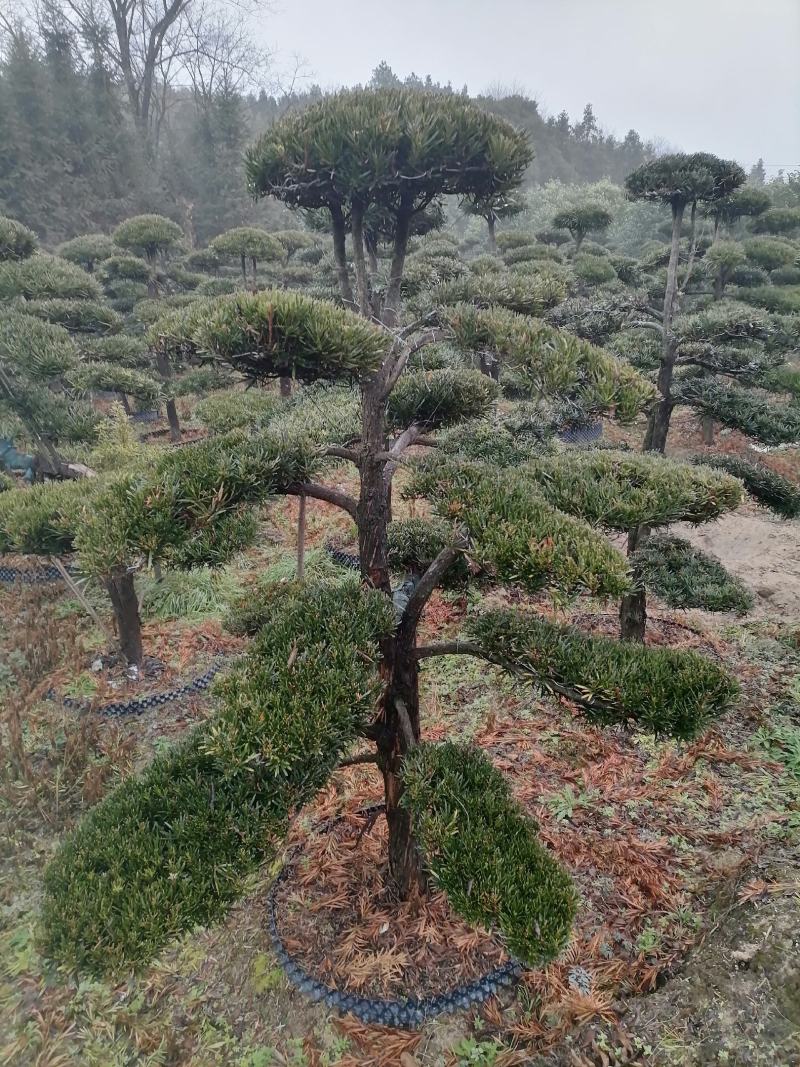 罗汉松苗罗汉松小苗造型罗汉松江西宜春产地直供