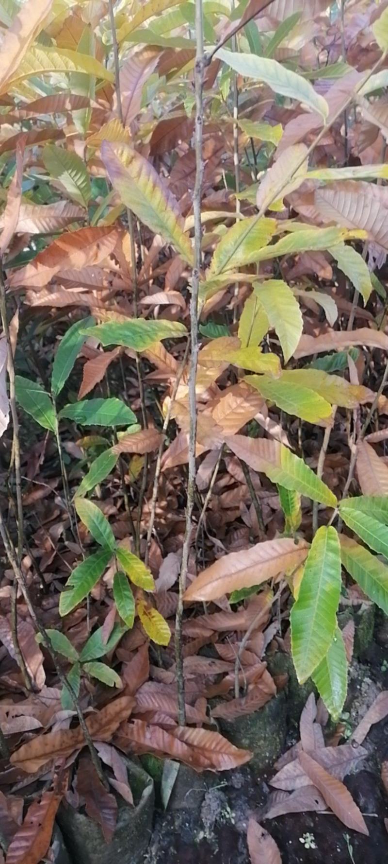 麻栎苗、麻栎袋苗、麻栎杯苗，江西宜春产地.直供
