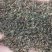 北柴胡种子，黑柴胡红柴胡种子，纯新种子保证发芽率量大优惠