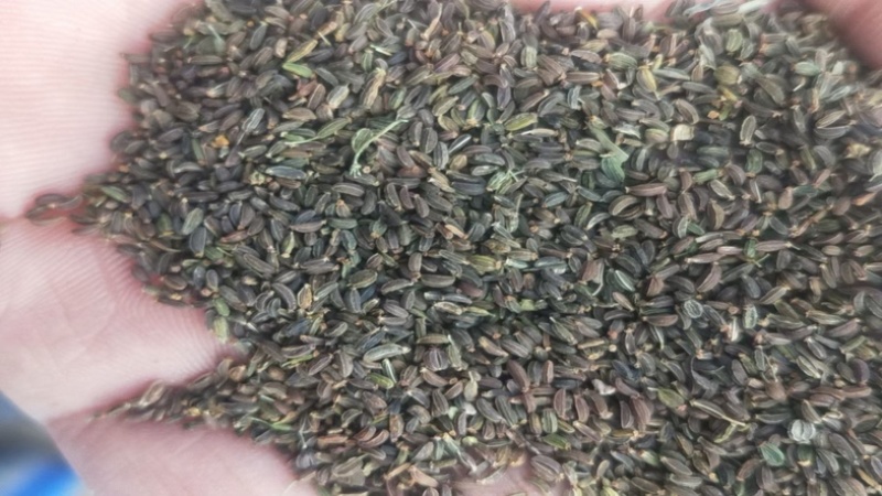 北柴胡种子，黑柴胡红柴胡种子，纯新种子保证发芽率量大优惠