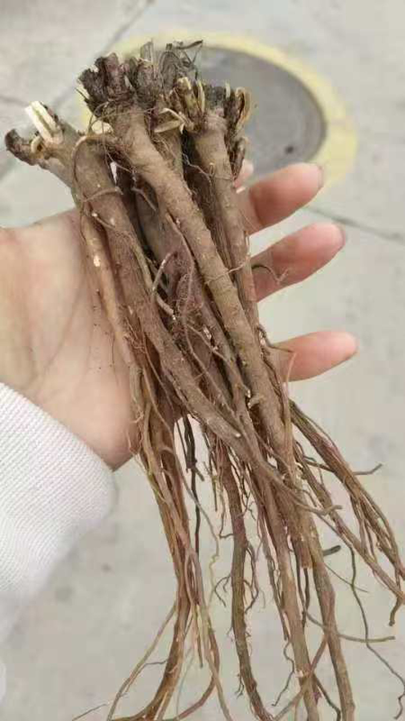 北柴胡种子，黑柴胡红柴胡种子，纯新种子保证发芽率量大优惠