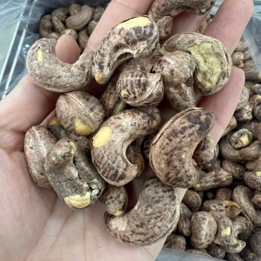 紫衣腰果180特大果现货供应